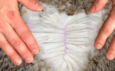 Wool fibre – the nature’s high-tech wonder